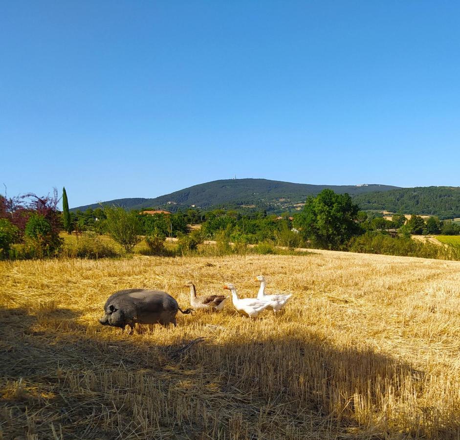 קמראנו Il Girasole Country House מראה חיצוני תמונה